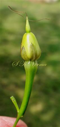  Immature fruit with calyx
